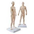 Male and Female acupuncture models, 3011922, Modelos