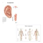 Acupuncture charts, ear and body, 3011923, Modelos