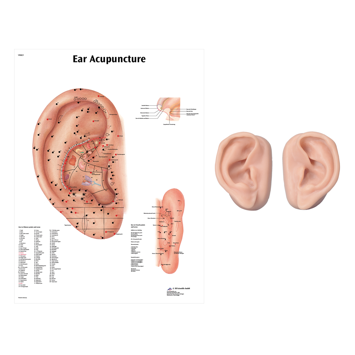 Ear Chart