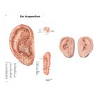 Right and left acupuncture ear models with ear chart, 3011924, Modelos