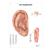 Right and left acupuncture ear models with ear chart, 3011924, Acupuncture Charts and Models (Small)