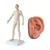 Male Acupuncture model and left ear model, 3011926, Acupuncture Charts and Models (Small)