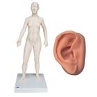 Female Acupuncture model and right ear model, 3011927, Modelos