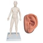 Female Acupuncture model and left ear model, 3011928, Modelos