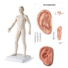 Male Acupuncture model, right ear, and ear chart, 3011929, Acupuncture Charts and Models