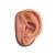 Male Acupuncture model, left ear, and ear chart, 3011931, Acupuncture Charts and Models (Small)