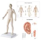 Male Acupuncture model with body and ear charts, 3011935, Modelos