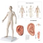 Male Acupuncture, R ear model, body and ear chart, 3011937, Modelos