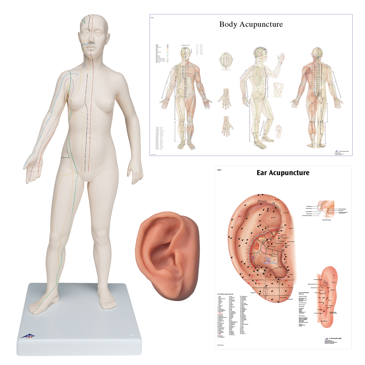 Acupuncture Chart Female