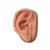 Female Acupuncture, R ear model, body, ear chart, 3011938, Acupuncture Charts and Models (Small)