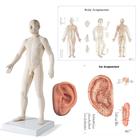 Male Acupuncture, L ear model, body and ear chart, 3011939, Modelos