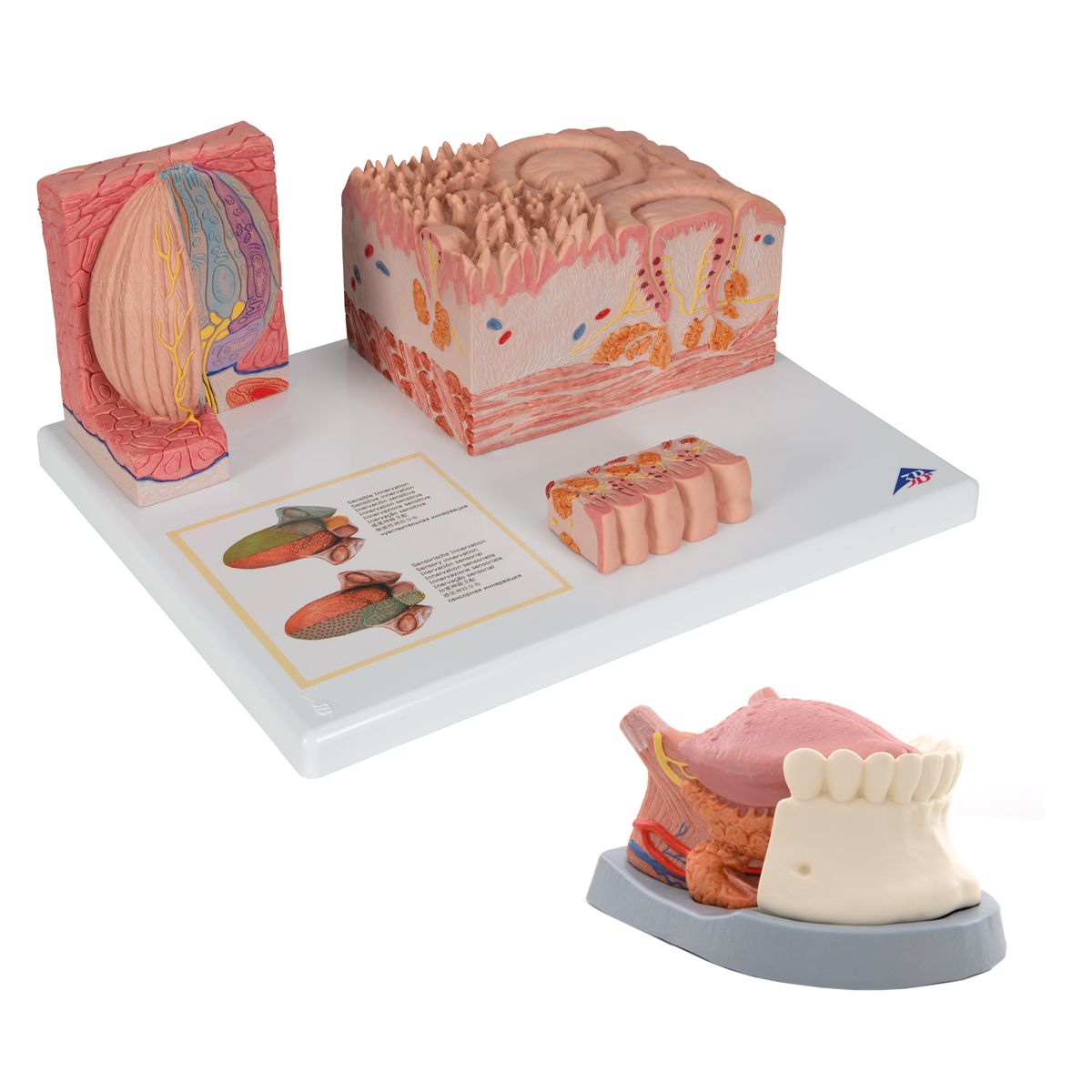 3d4medical complete anatomy multipe devices 3d4medical complete anatomy multipe devices