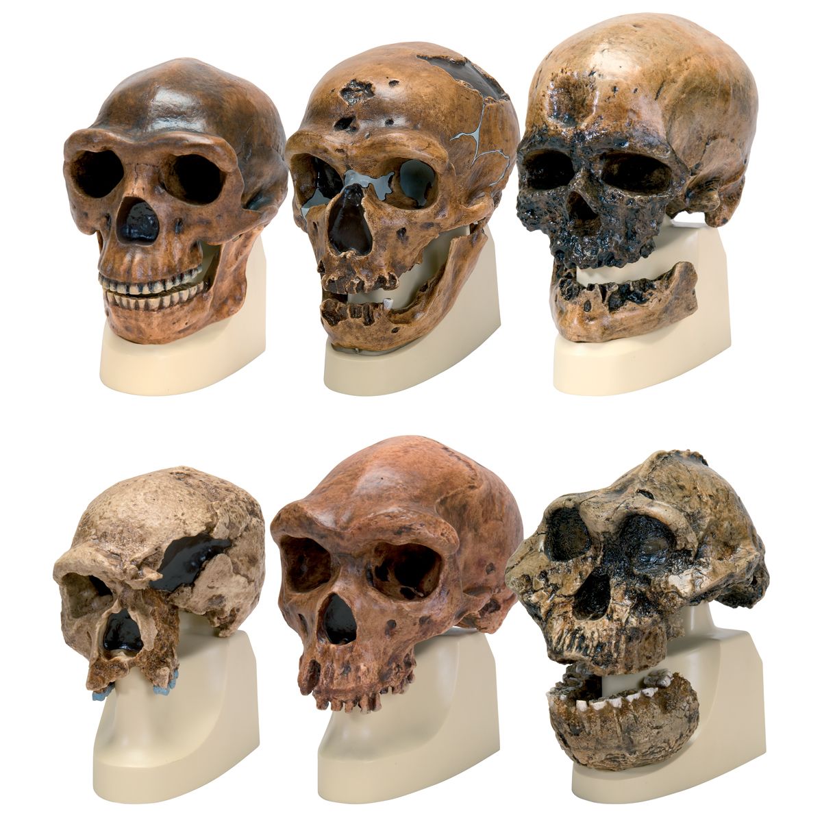 3d4medical complete anatomy multipe devices 3d4medical complete anatomy multipe devices