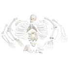 Esqueleto Completo, desarticulado, con cráneo de 3 piezas - 3B Smart Anatomy, 1020157 [A05/1], Modelos de  esqueletos humanos desarticulados