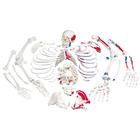 Disarticulated Human Skeleton Model with Painted Muscles, Complete with 3-part Skull - 3B Smart Anatomy, 1020158 [A05/2], Disarticulated Human Skeleton Models