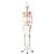 Human Skeleton Model Max on Hanging Stand with Painted Muscle Origins & Inserts - 3B Smart Anatomy, 1020174 [A11/1], Skeleton Models - Life size (Small)