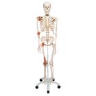 Ligament Skeleton Model - Leo, 1020175 [A12], Skeleton Models - Life size