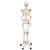 Human Skeleton Model Leo with Ligaments - 3B Smart Anatomy, 1020175 [A12], Skeleton Models - Life size (Small)