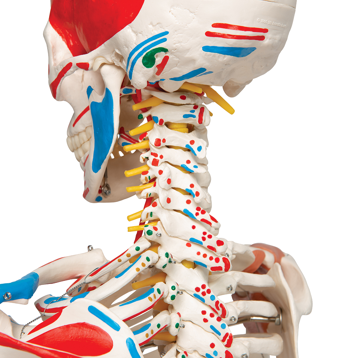Скелет с внутренними органами. Супер скелет Sam, на стойке с 5 ножками.