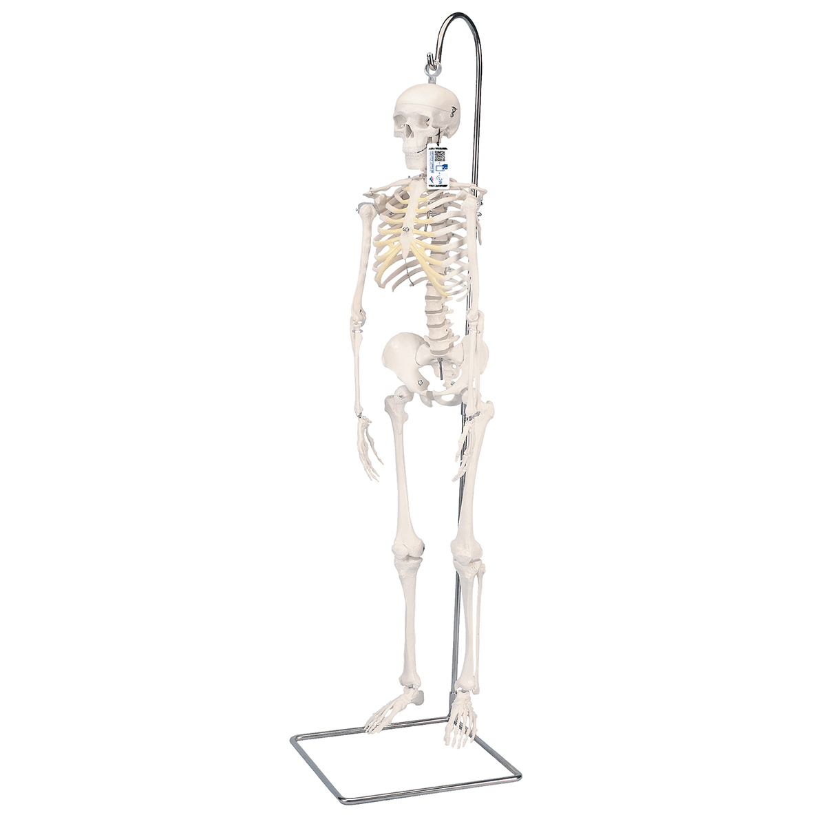 skeleton mini figure