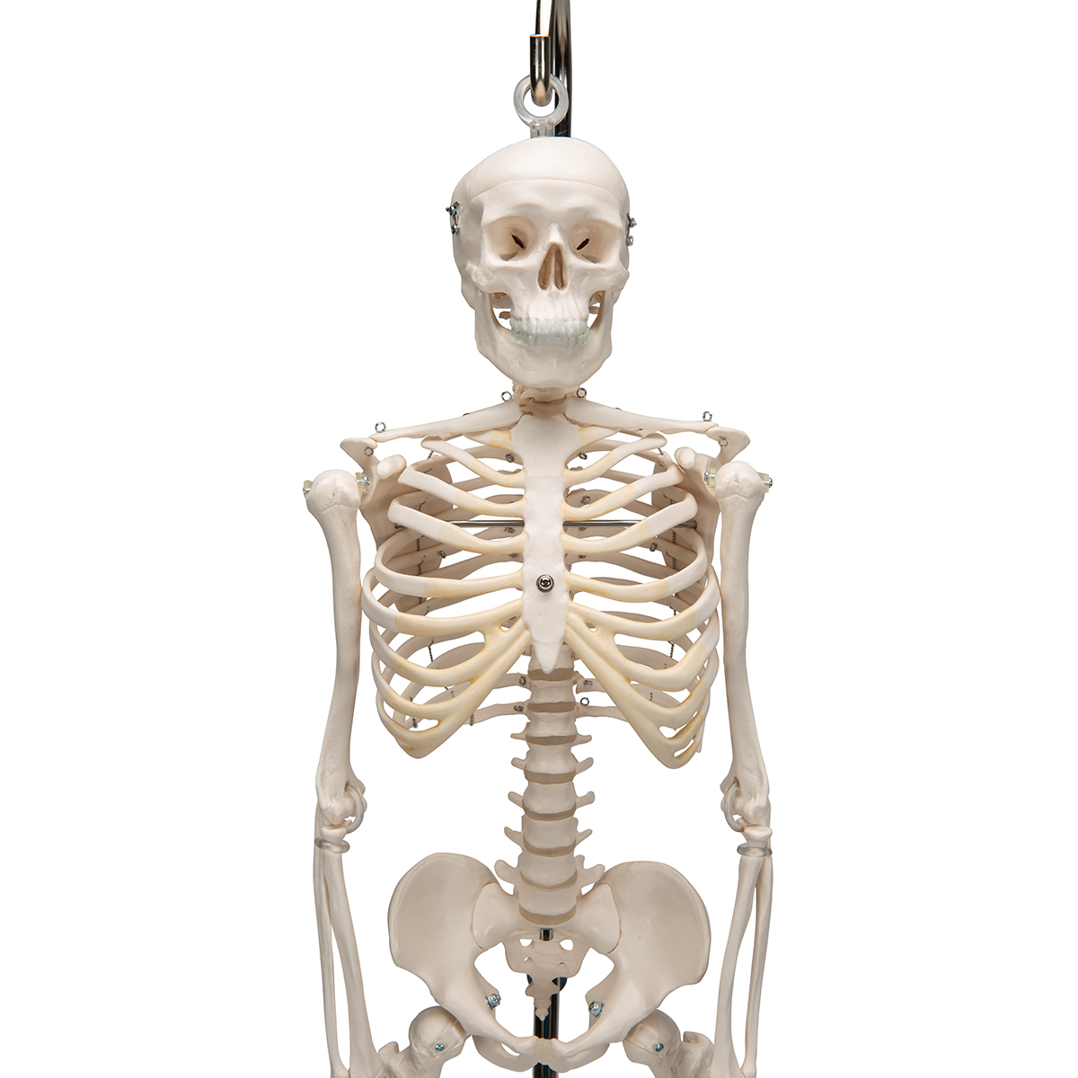 skeleton mini figure