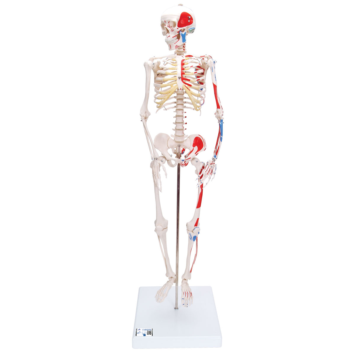 skeleton mini figure