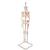 Mini Human Skeleton Shorty with Painted Muscles on Hanging Stand, Half Natural Size - 3B Smart Anatomy, 1000045 [A18/6], Mini Skeleton Models (Small)