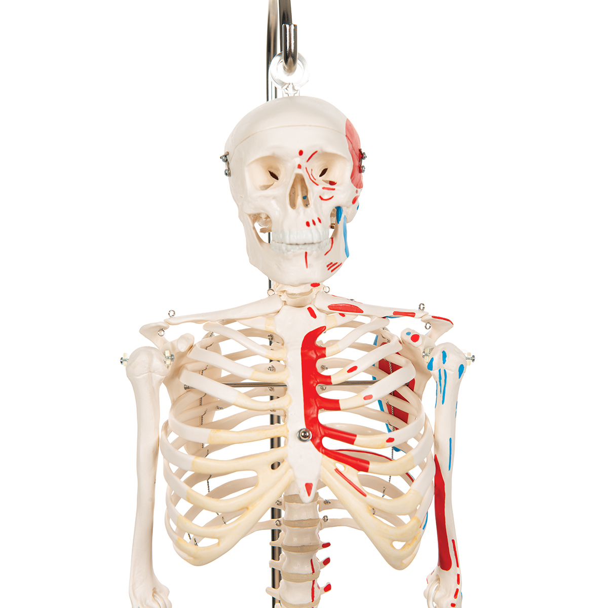 skeleton mini figure