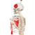 Mini Human Skeleton Shorty with Painted Muscles on Hanging Stand, Half Natural Size - 3B Smart Anatomy, 1000045 [A18/6], Mini Skeleton Models (Small)