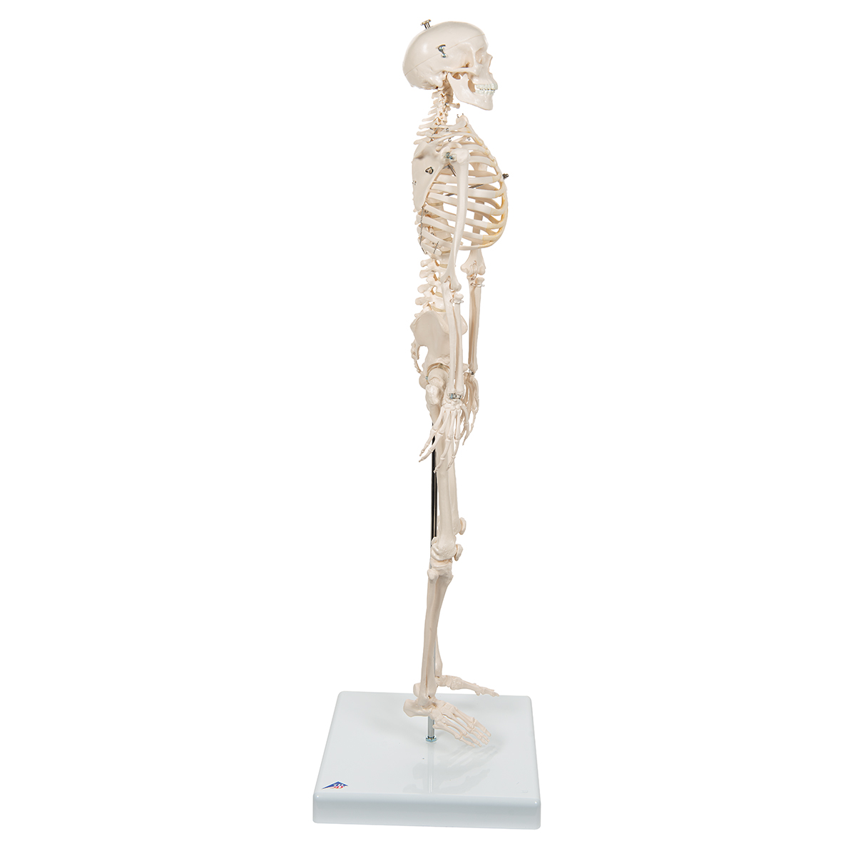 skeleton mini figure