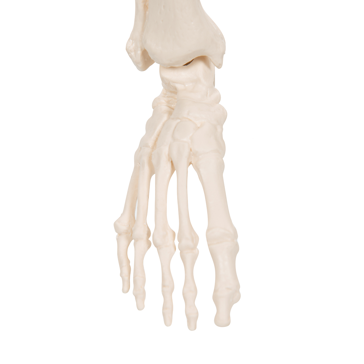 skeleton mini figure