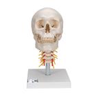 Human Skull Model on Cervical Spine, 4 part - 3B Smart Anatomy, 1020160 [A20/1], Human Spine Models