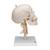Human Skull Model on Cervical Spine, 4 part - 3B Smart Anatomy, 1020160 [A20/1], Vertebra Models (Small)