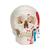 Classic Human Skull Model painted, 3 part - 3B Smart Anatomy, 1020168 [A23], Human Skull Models (Small)