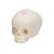 Foetal Skull Model, Natural Cast, 30th Week of Pregnancy - 3B Smart Anatomy, 1000057 [A25], Human Skull Models (Small)