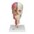 BONElike Human Skull Model, Half Transparent & Half Bony, Complete with Brain & Vertebrae - 3B Smart Anatomy, 1000064 [A283], Human Skull Models (Small)