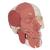 Human Skull with Facial Muscles - 3B Smart Anatomy, 1020181 [A300], Muscle Models (Small)