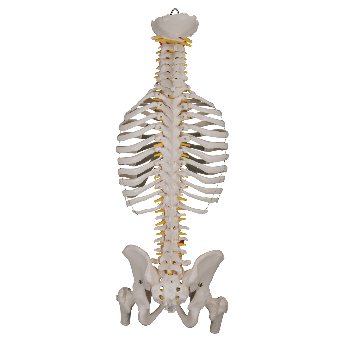 Скелет человека спина. Скелет анатомия Позвоночный столб. Рудиментарные ребра l1. Скелет спины сбоку.