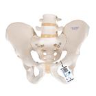 Human Male Pelvis Skeleton Model - 3B Smart Anatomy, 1000133 [A60], Genital and Pelvis Models