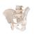 Human Male Pelvis Skeleton Model - 3B Smart Anatomy, 1000133 [A60], Genital and Pelvis Models (Small)