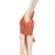 Functional Human Elbow Joint Model with Ligaments & Marked Cartilage - 3B Smart Anatomy, 1000166 [A83/1], Joint Models (Small)