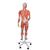 3/4 Life-Size Female Human Muscle Model without Internal Organs on Metal Stand, 23 part - 3B Smart Anatomy, 1013882 [B51], Muscle Models (Small)
