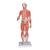 1/2 Life-Size Complete Human Dual Sex Muscle Model, 33 part - 3B Smart Anatomy, 1019231 [B55], Muscle Models (Small)