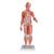 1/2 Life-Size Complete Human Female Muscle Figure, without Internal Organs, 21 part - 3B Smart Anatomy, 1019232 [B56], Muscle Models (Small)