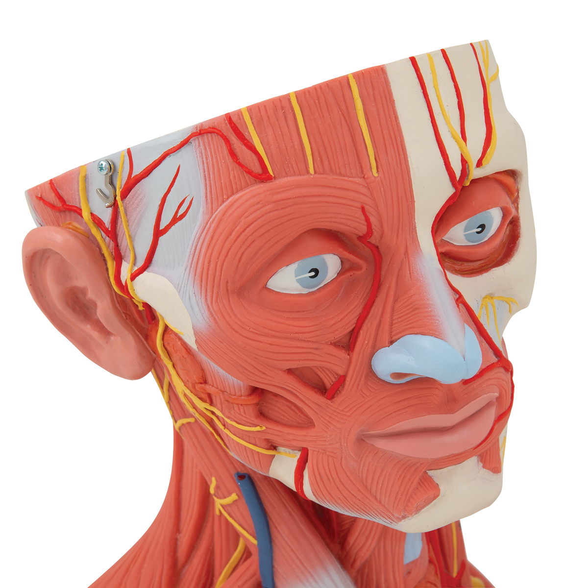 anatomical models for drawing