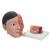Asian Deluxe Head Model with Neck, 4 part - 3B Smart Anatomy, 1000215 [C06], Head Models (Small)