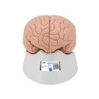 Encéfalo clásico, desmontable en 4 piezas - 3B Smart Anatomy, 1000224 [C16], Modelos de Cerebro