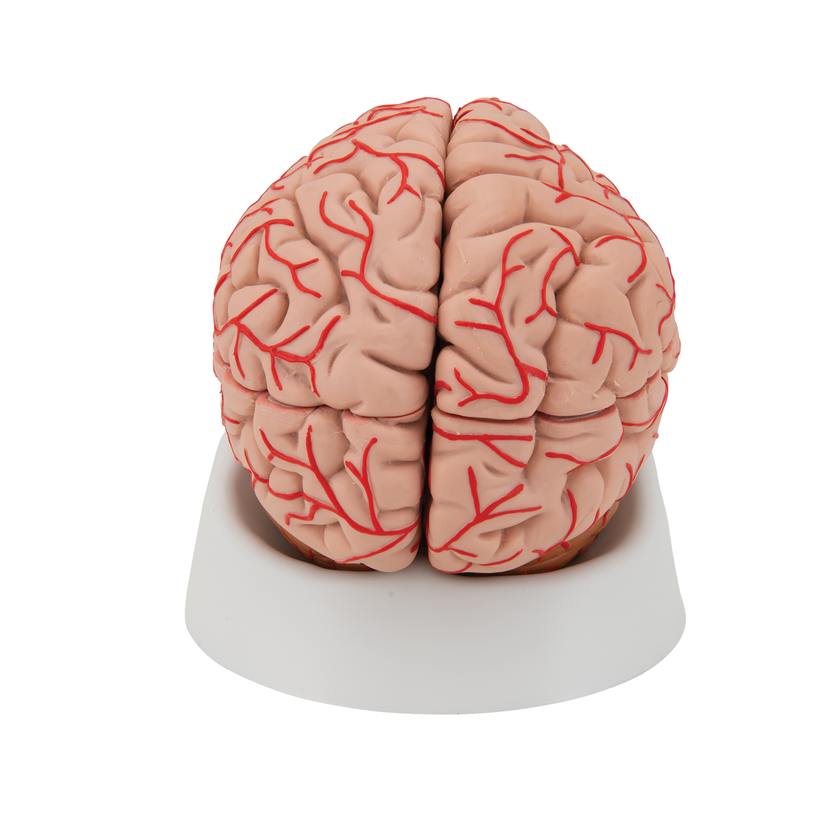 Brain цены. Муляж мозга. Модель мозга. Мозг человека муляж. Муляж головного мозга человека.