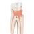 Upper Triple-Root Molar Human Tooth Model, 3 part - 3B Smart Anatomy, 1017580 [D10/5], Replacements (Small)