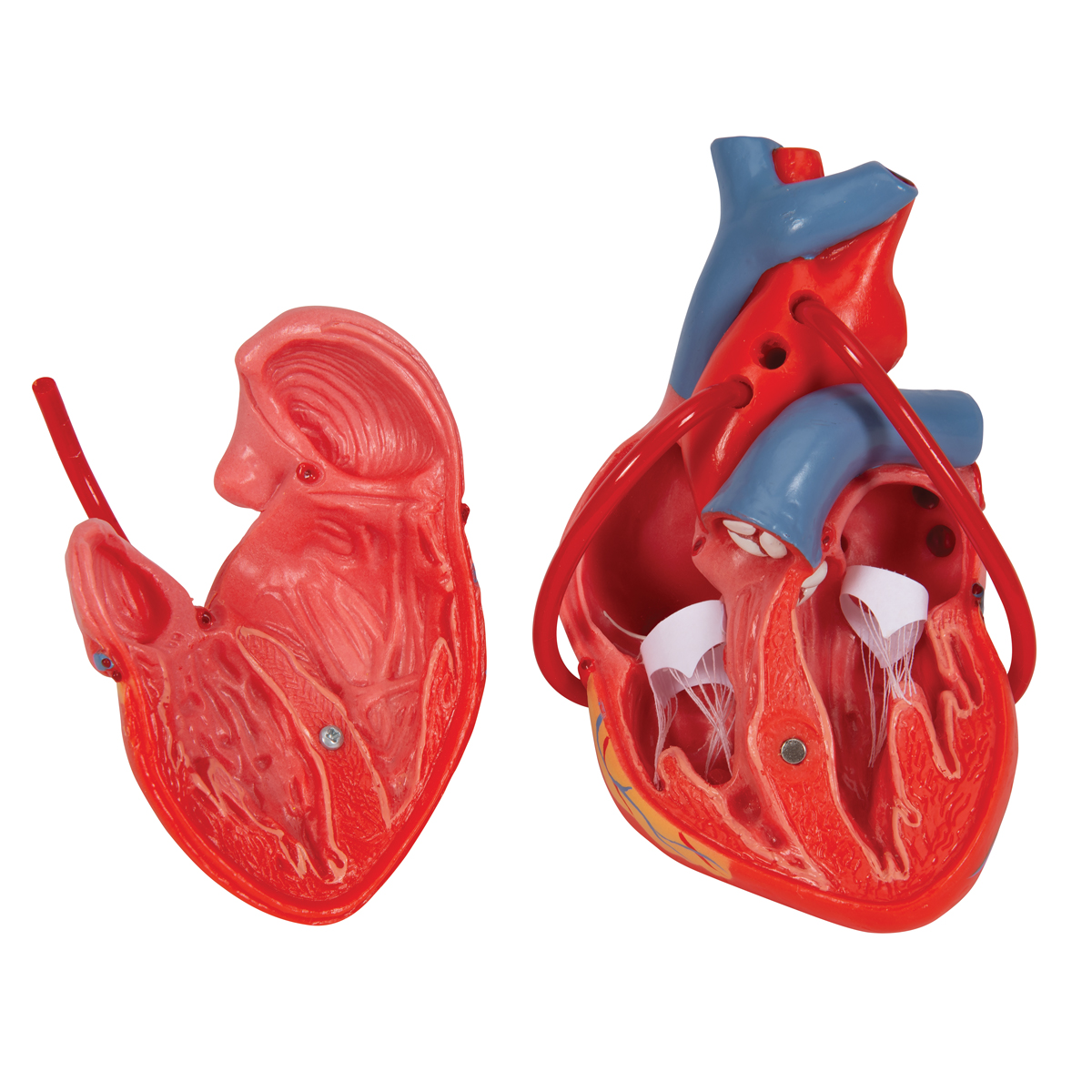 heart model presentation